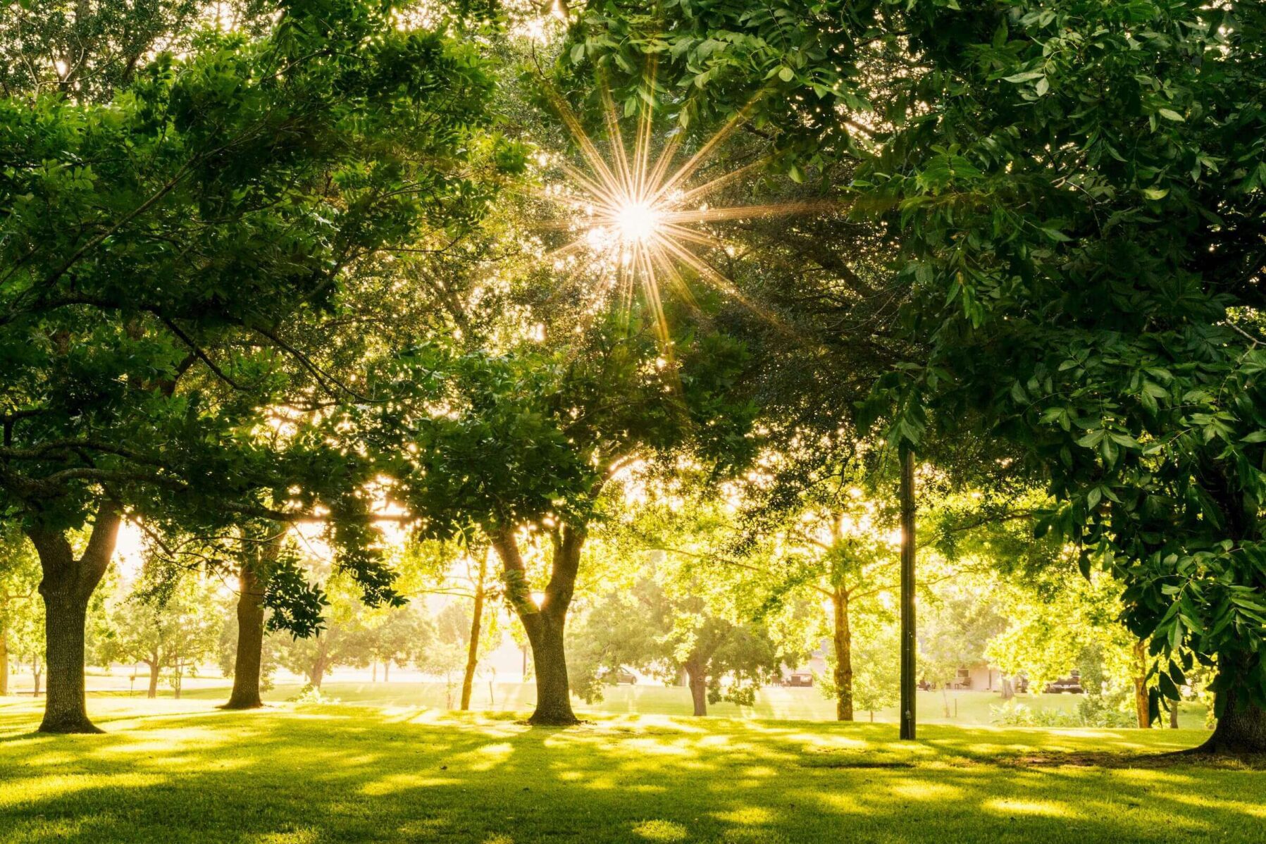 Sun shining on tree photo